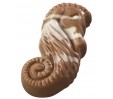 Seashell